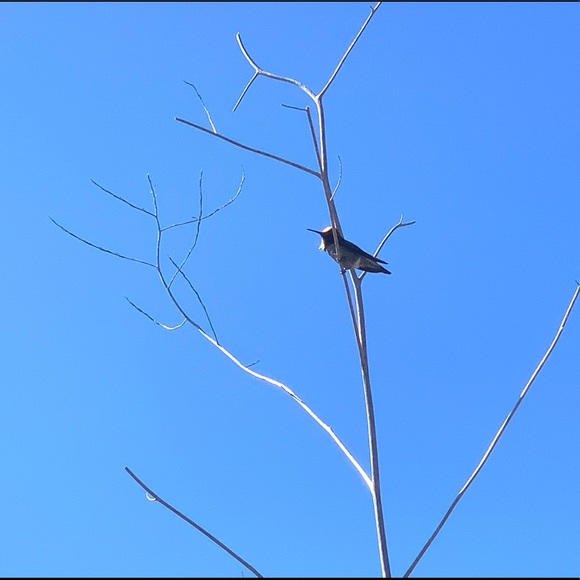 Meet your Posher, Cindy - Picture 1 of 1